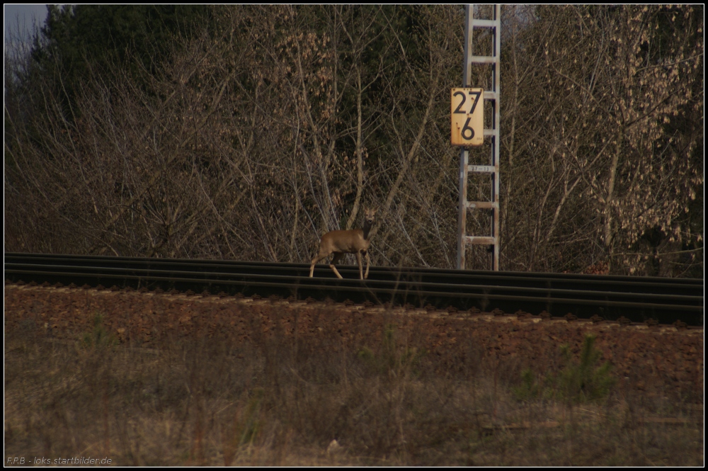  Gleislatscher  der besonderen Art: Rehe waren recht h�ufig beim Wechsel �ber die Gleise zu beobachten (gesehen Berlin Wuhlheide 26.03.2011)